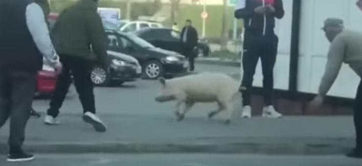 porc-fugit-740x340_56021.png
