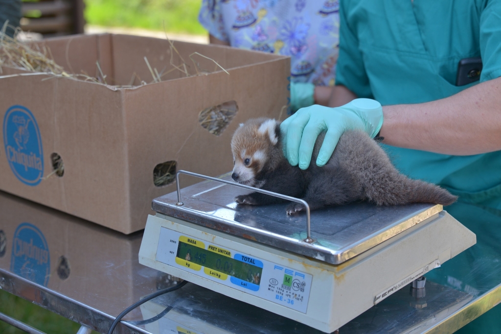 pui-panda-2_712de.jpg
