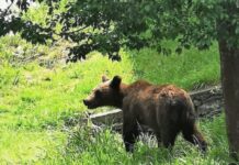 Un turist canadian a fost atacat de un urs în Postăvarul urs
