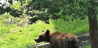 Un turist canadian a fost atacat de un urs în Postăvarul urs