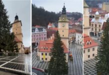 brad Crăciun Brașov