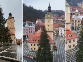 brad Crăciun Brașov