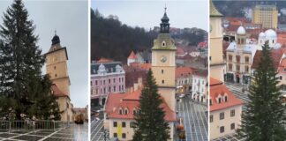 brad Crăciun Brașov