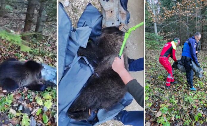 salvare pui urs salvare pui de urs